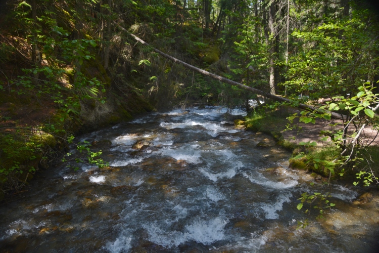 river through forest